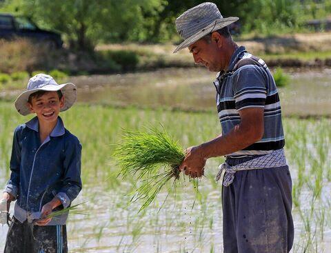 کاهش رنج تولید برنج در گیلان