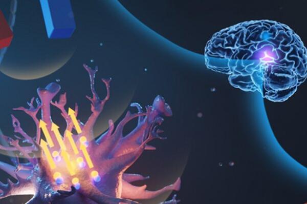 کنترل سلول های منتخب مغز با میکروذرات مغناطیسی