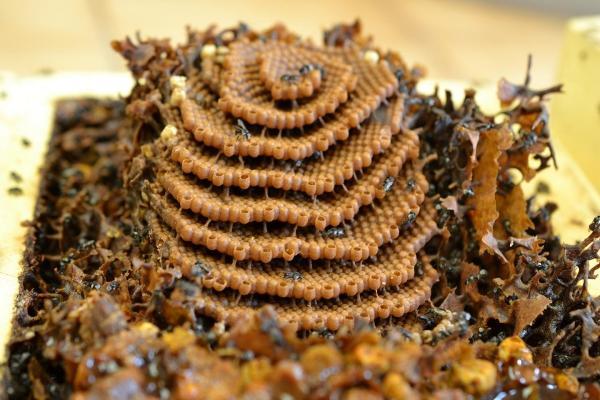 راز ریاضیاتی کندو های مارپیچ که زنبور های استوایی می سازند