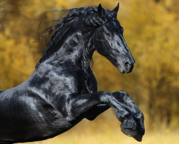 زیبایی این اسب هوش از سرتان می برد!، عکس