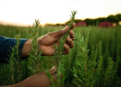 فواید رزماری و روش نگهداری از گیاه رزماری